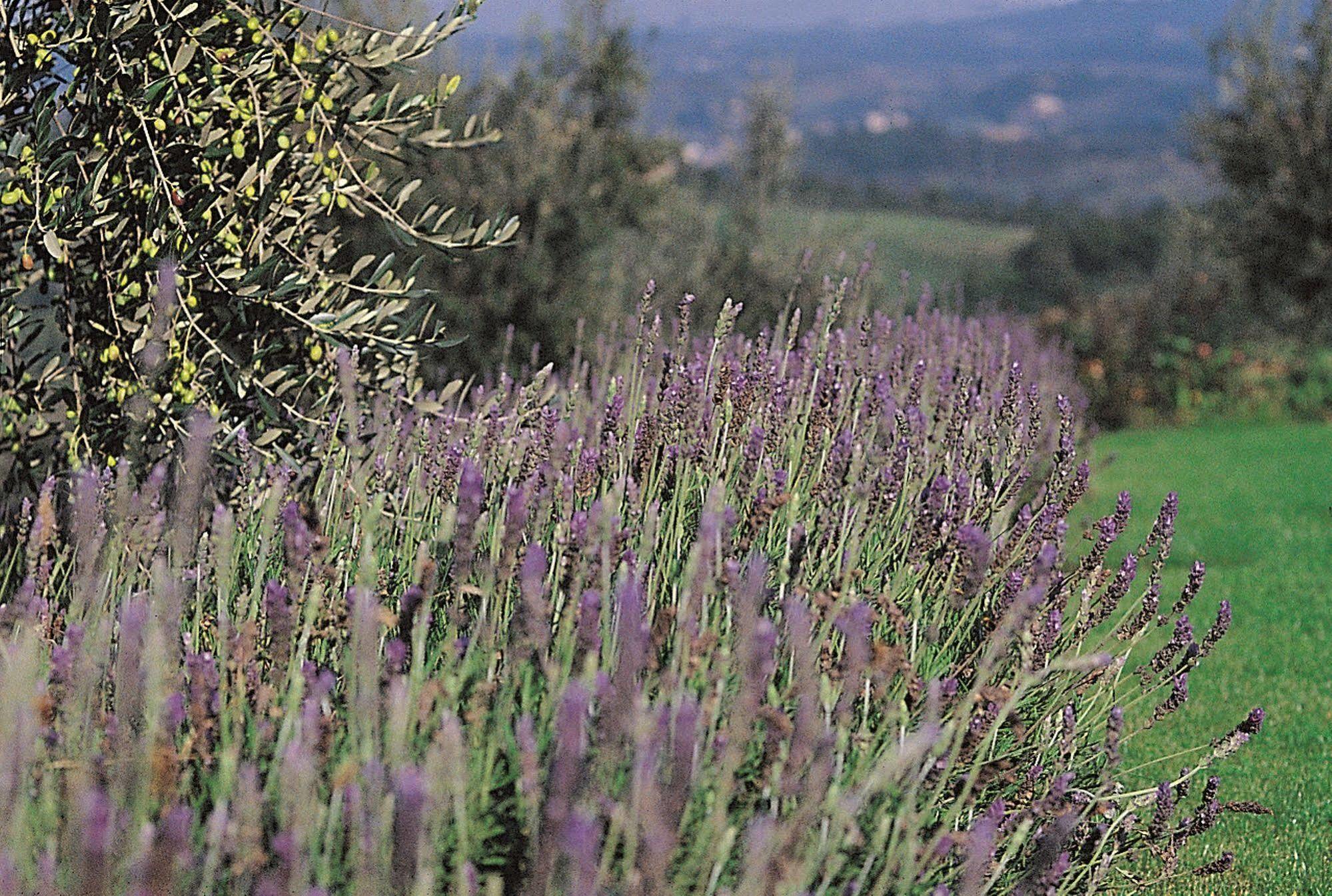 Gasthaus Podere Il Pino Poggibonsi Exterior foto